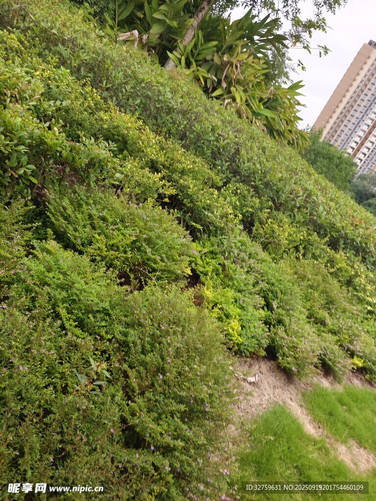 绿意盎然的山坡植被景观