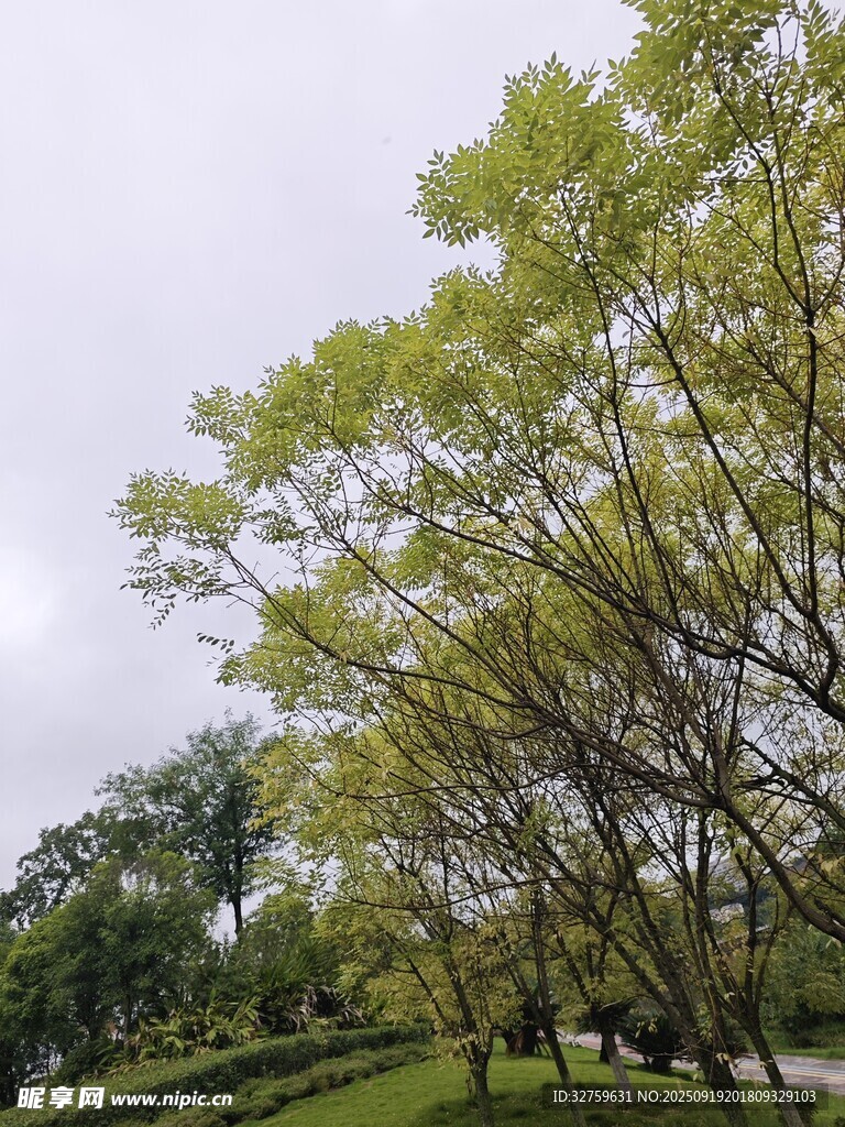 春日绿树成荫的清新景致