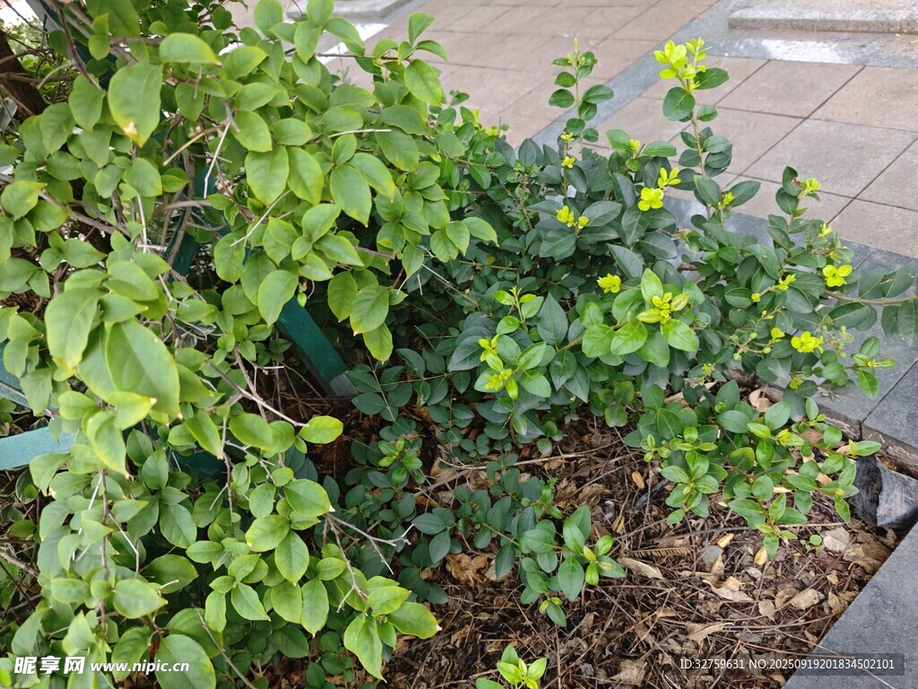 路边绿植景观
