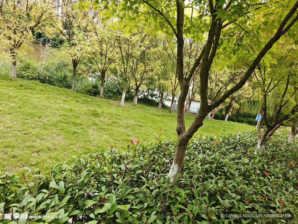 绿意盎然的公园景致
