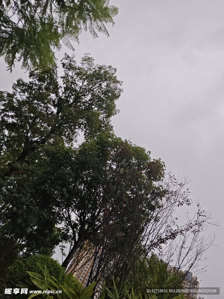 户外树木景观