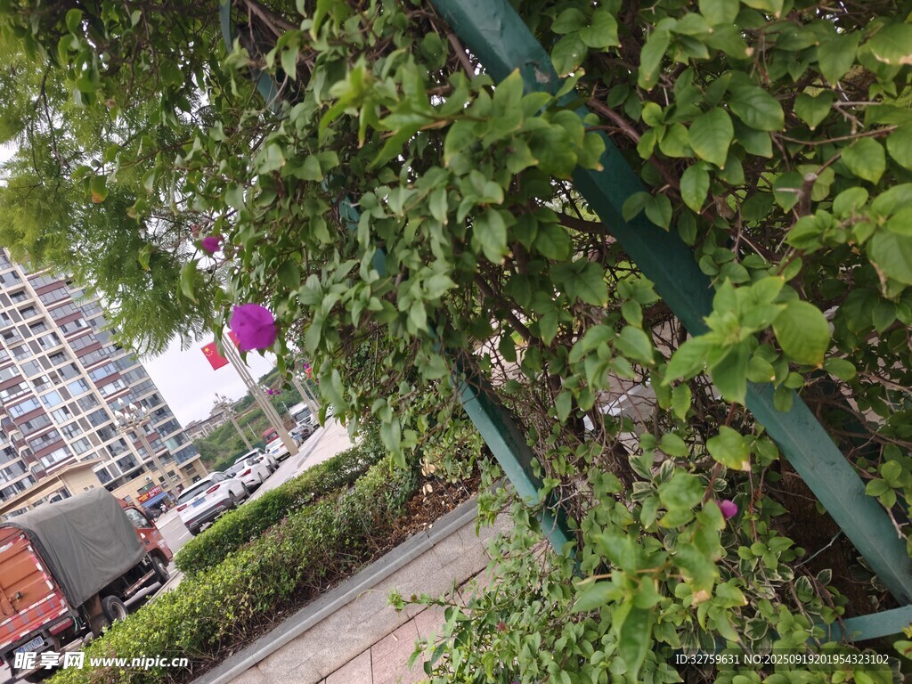 城市绿植景观