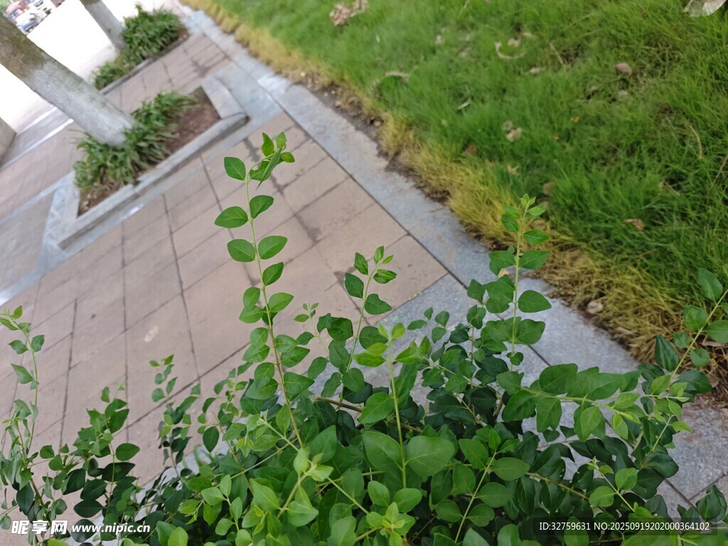 庭院绿植景观