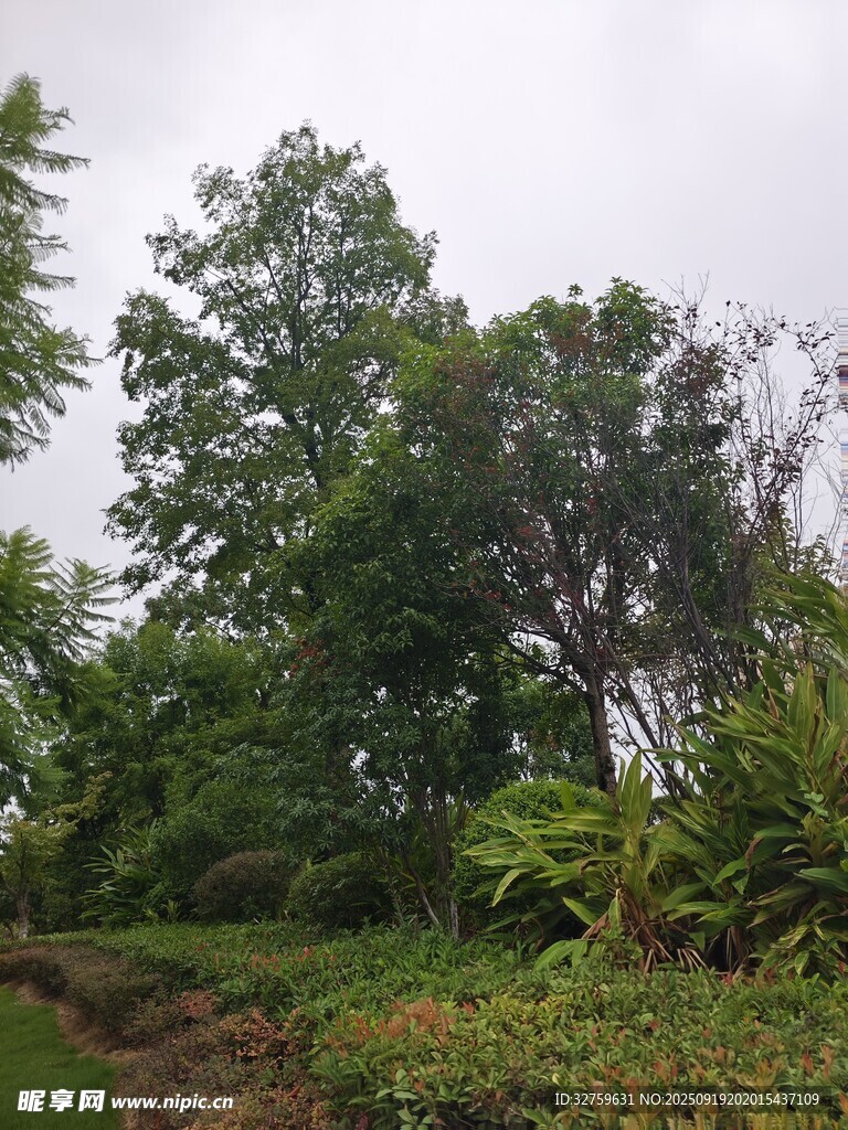 绿意盎然的自然植物景观