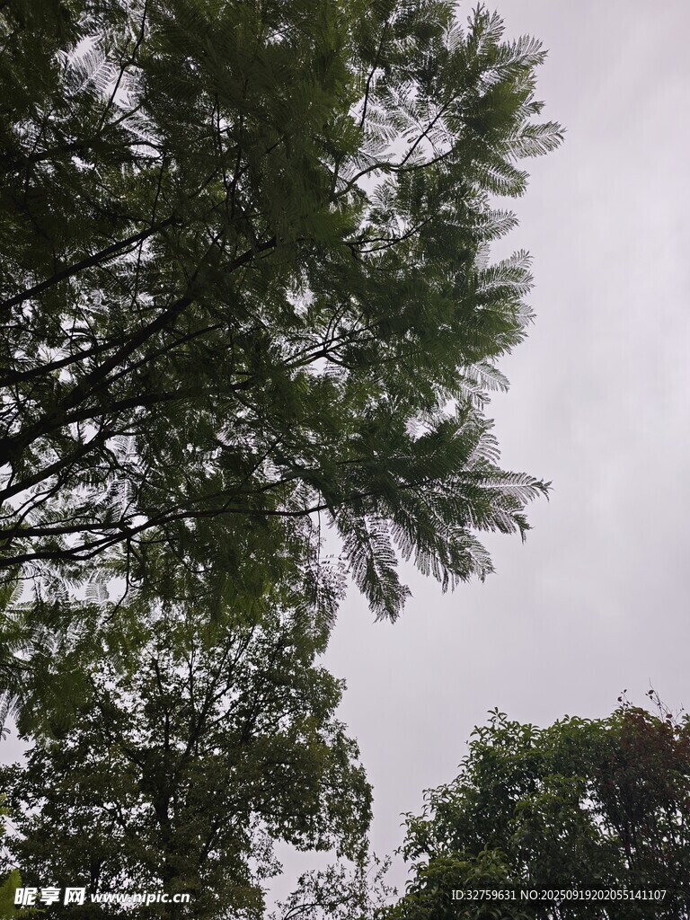仰视茂密树林树冠