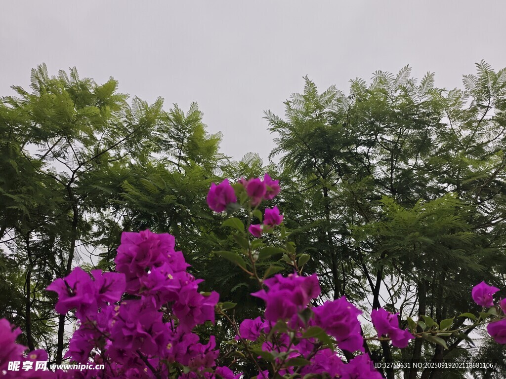 紫花绿树相映成趣