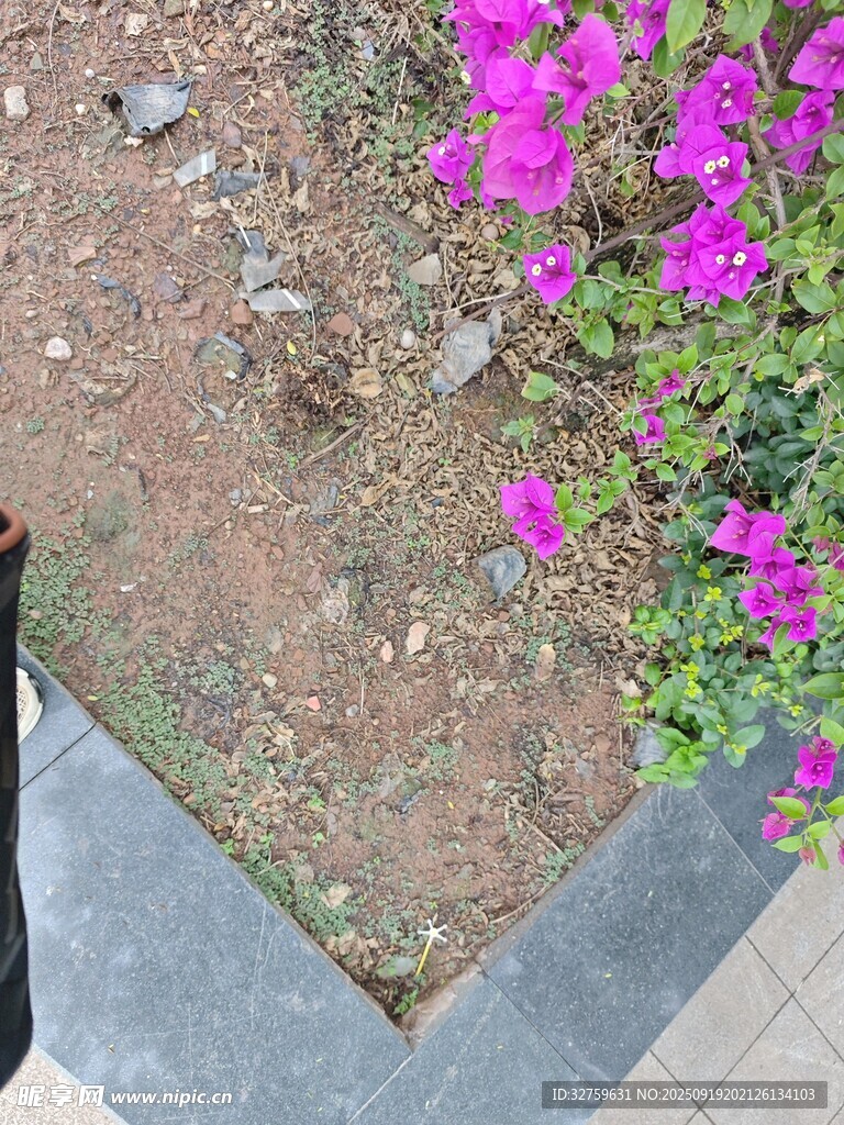 角落绽放的紫色小花