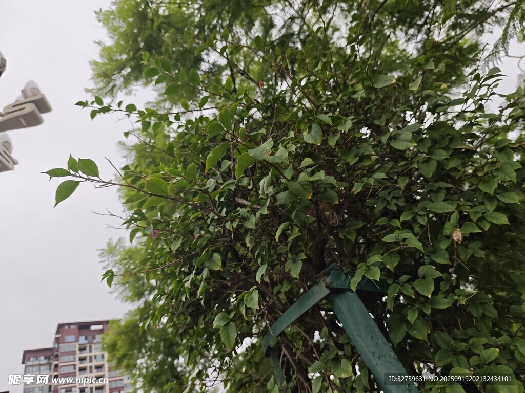 绿叶繁茂的树木与城市背景