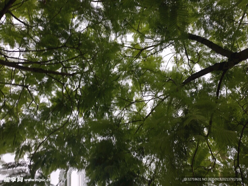 枝叶繁茂的绿树景观