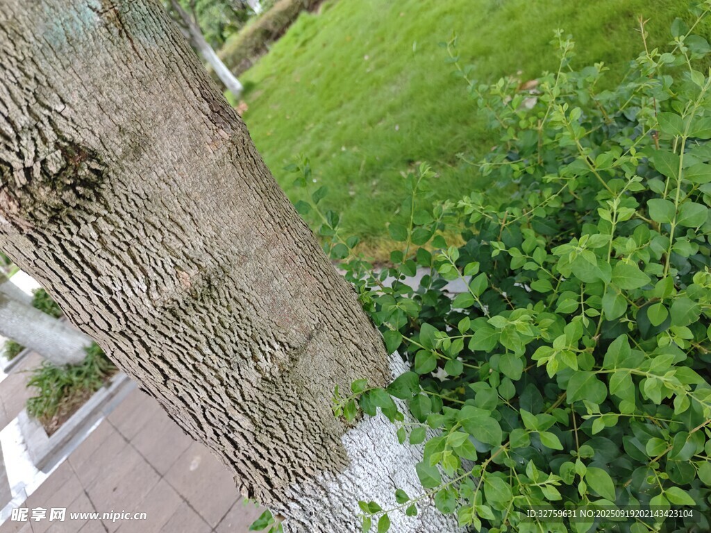 树干旁的翠绿植物