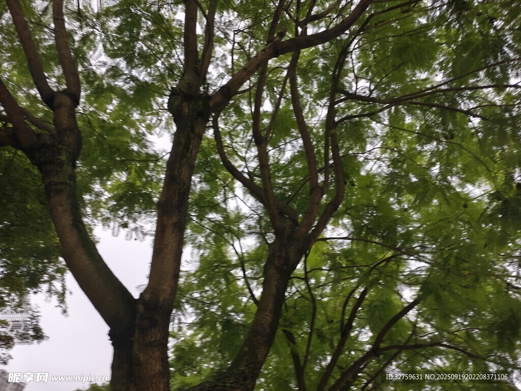 繁茂绿树