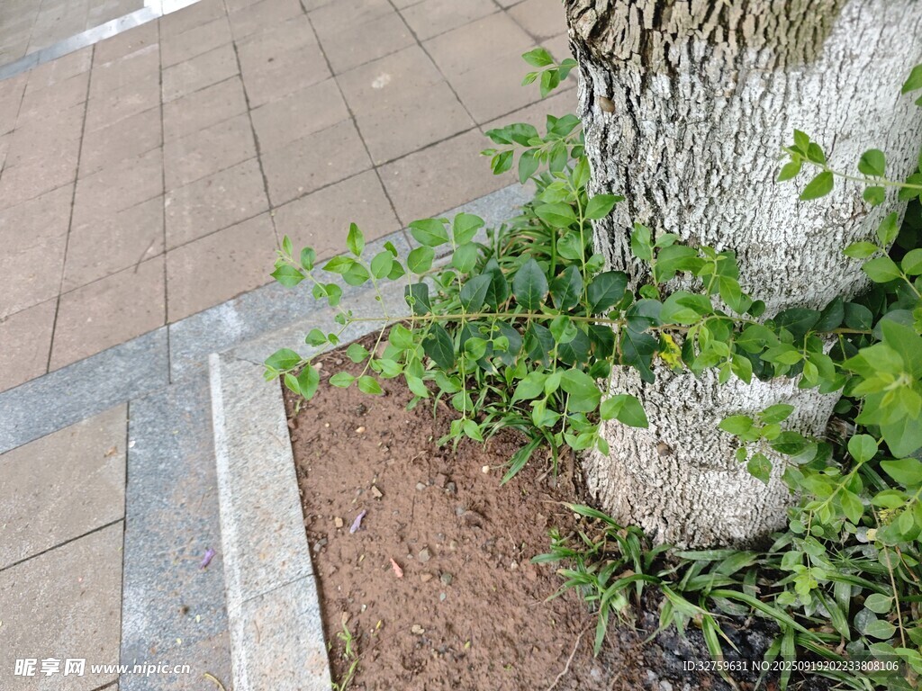 树旁绿植装点城市角落