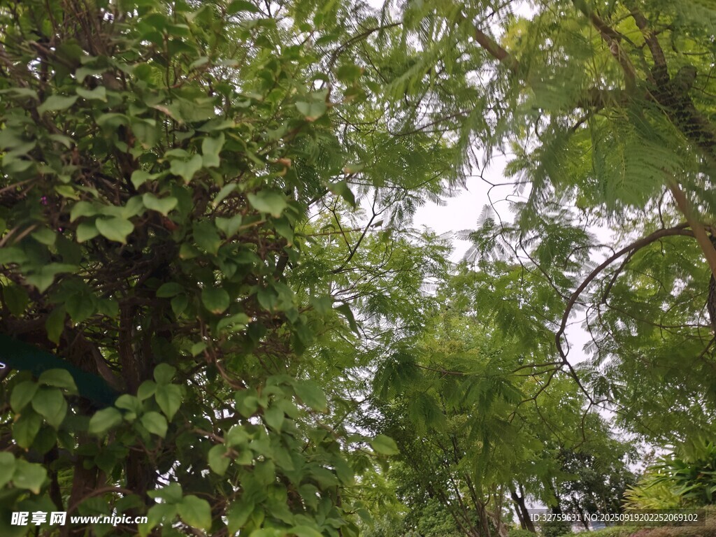 仰视繁茂绿树景观