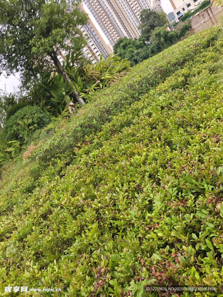 户外翠绿繁茂的植物景观