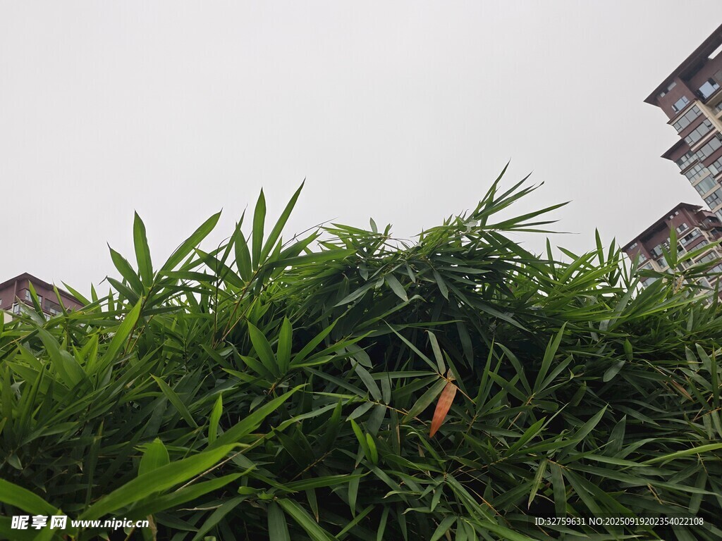 翠绿繁茂的竹丛