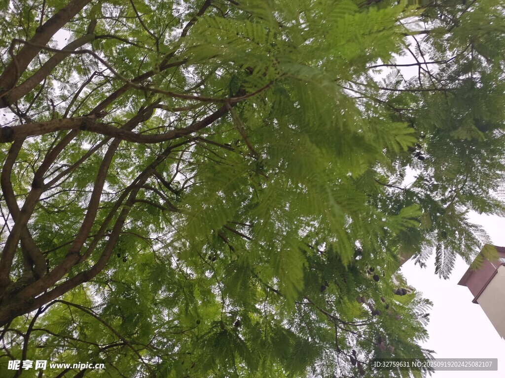仰视葱郁树木枝叶