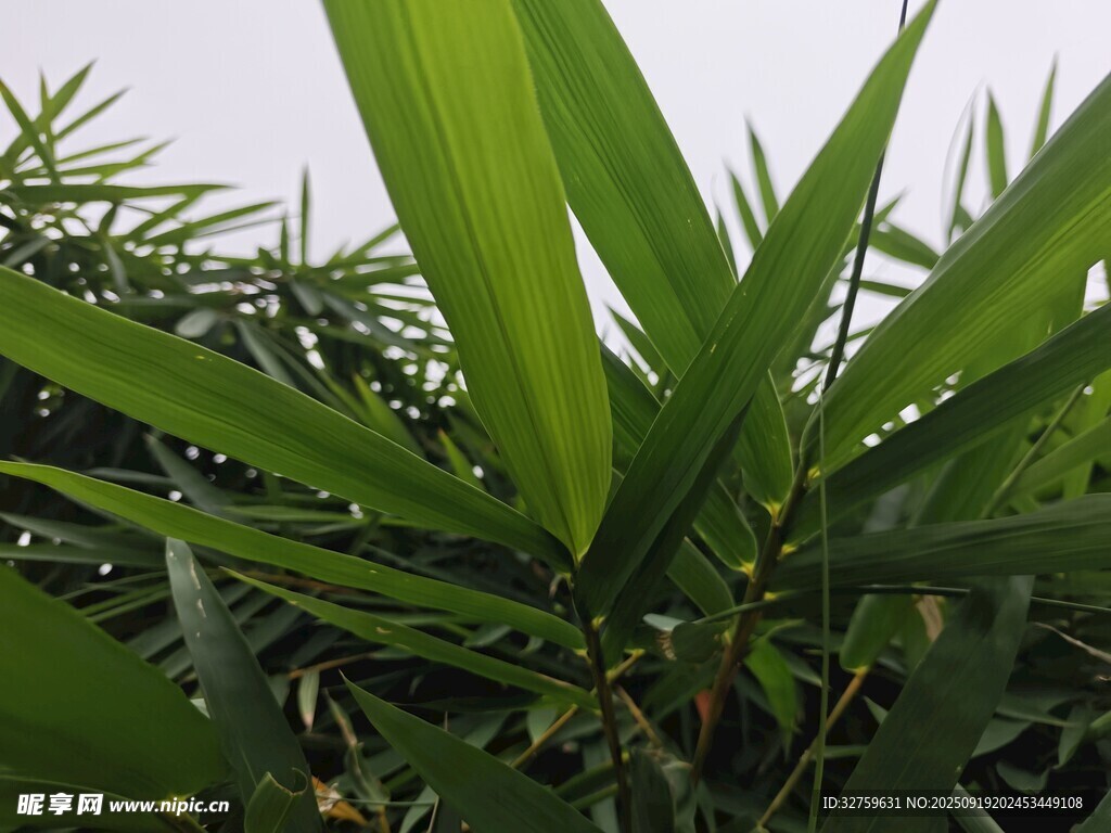 翠绿叶片的清新植物