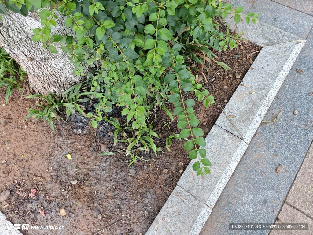 路边绿植景观一角