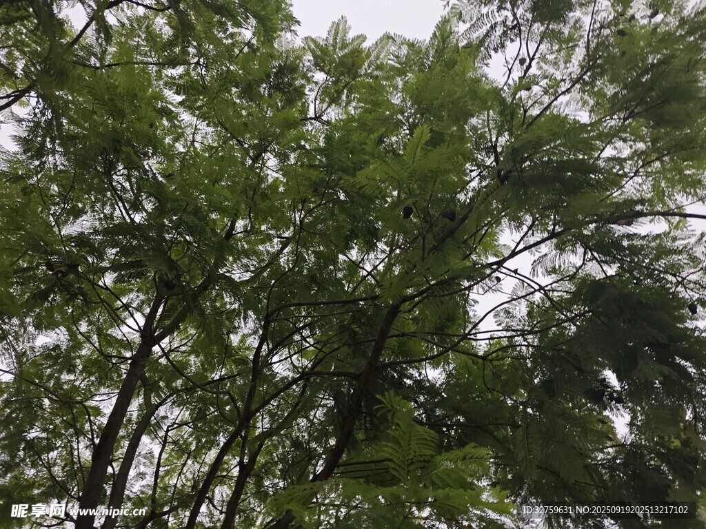 茂密树林绿意盎然