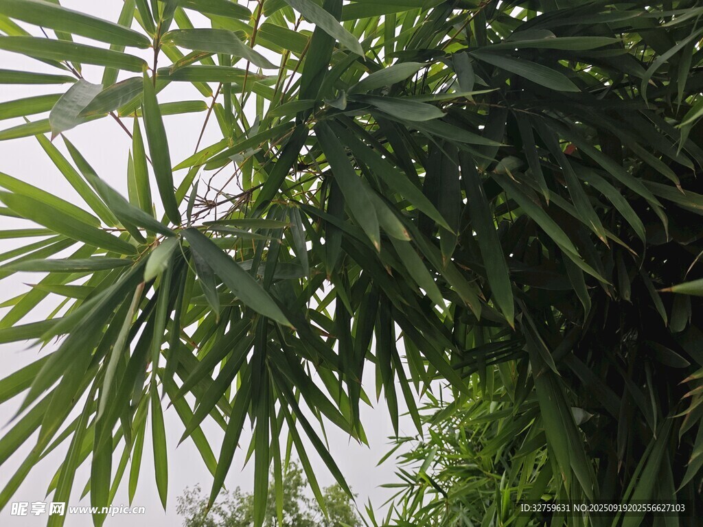 翠绿竹叶