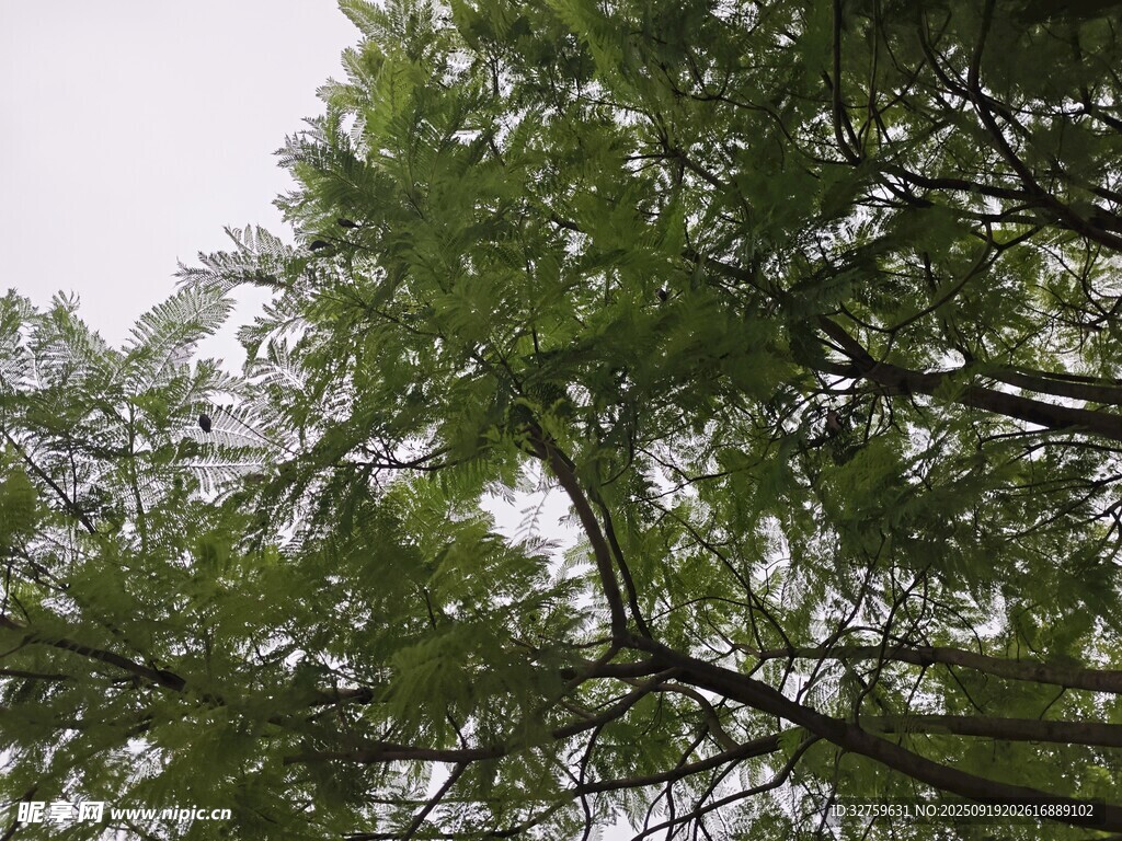 仰视葱郁树冠