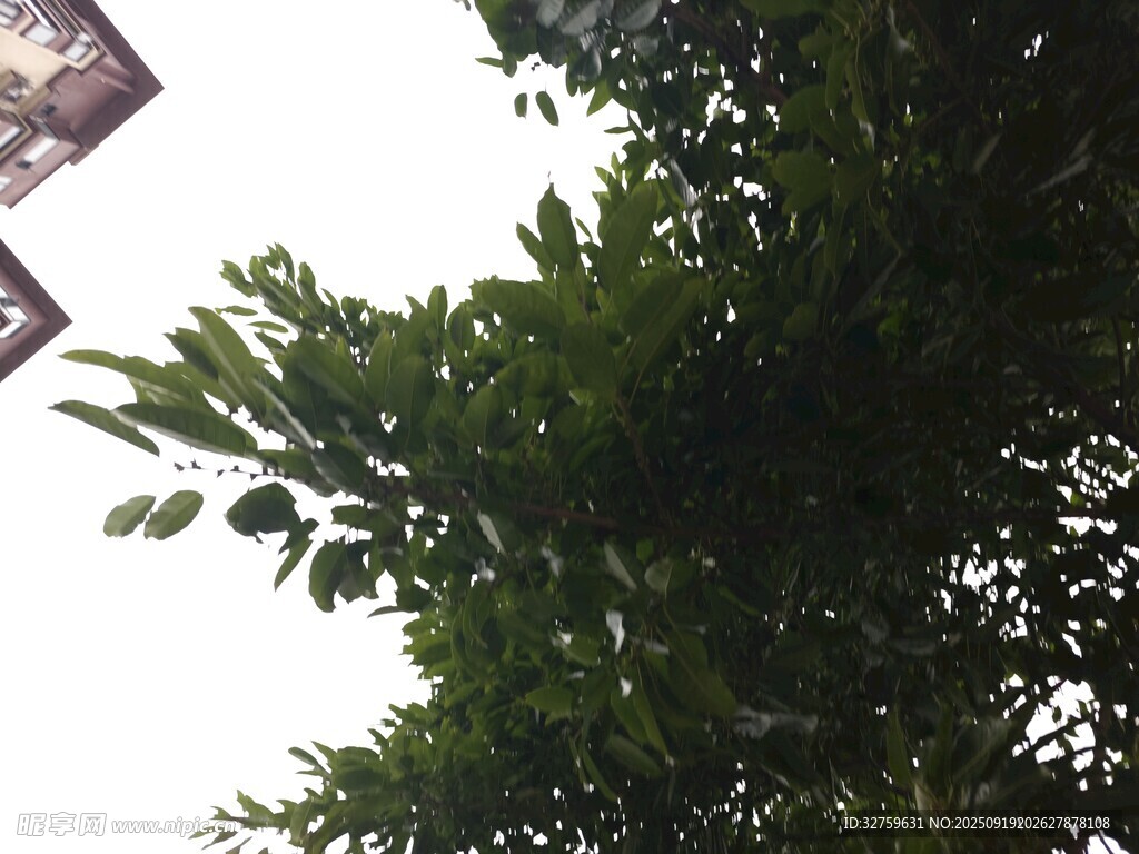 绿叶繁茂的树木景象