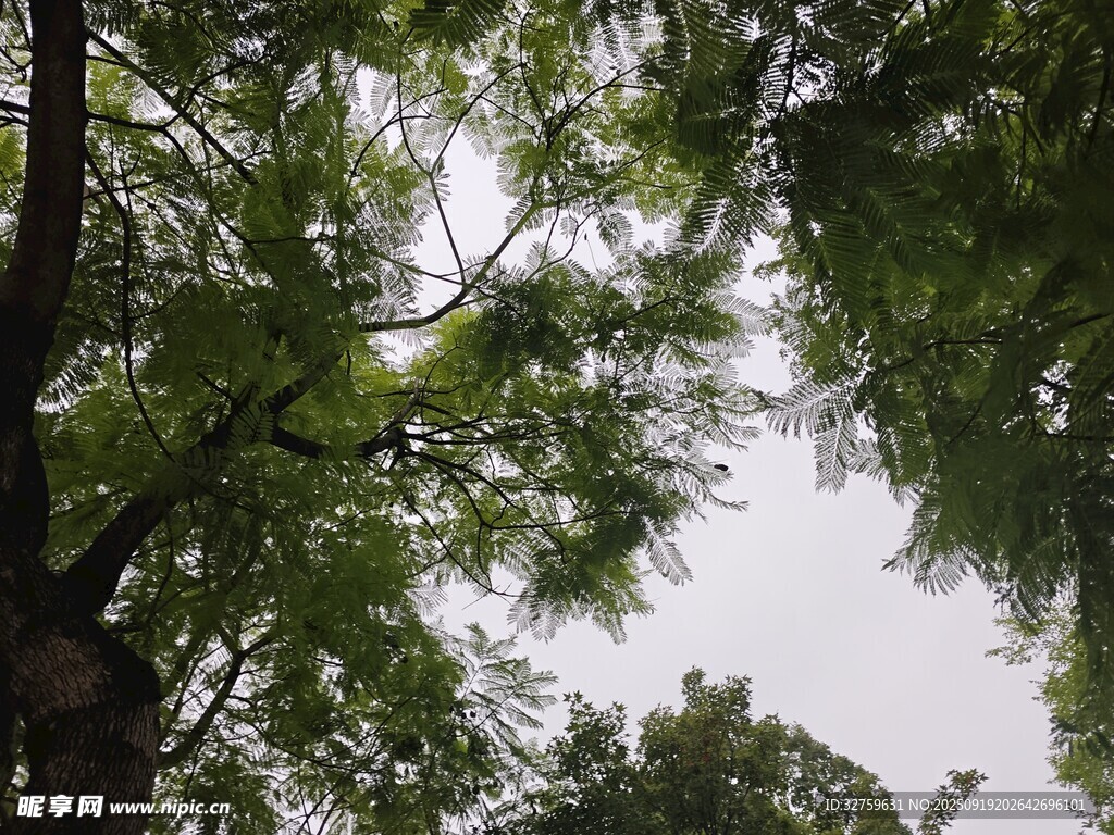 仰视繁茂绿树树冠