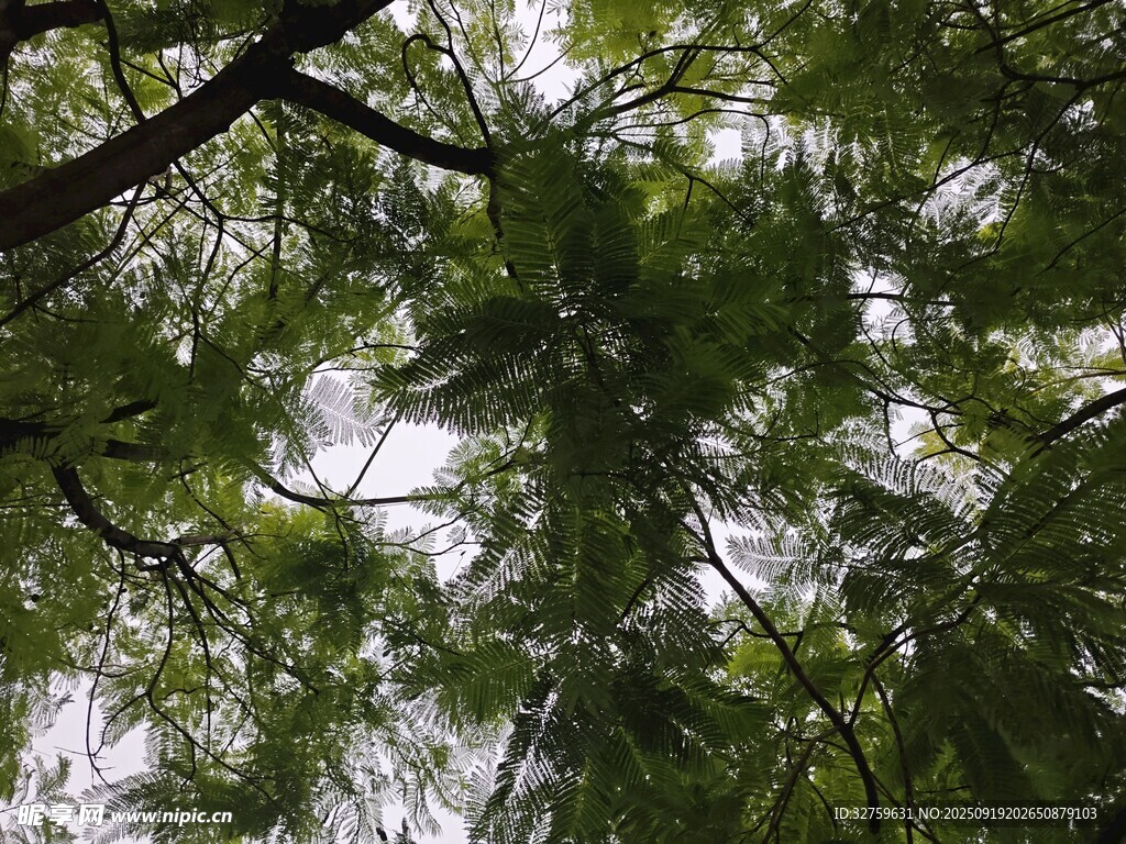 仰视茂密枝叶
