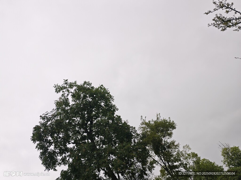 仰视树冠与阴沉天空