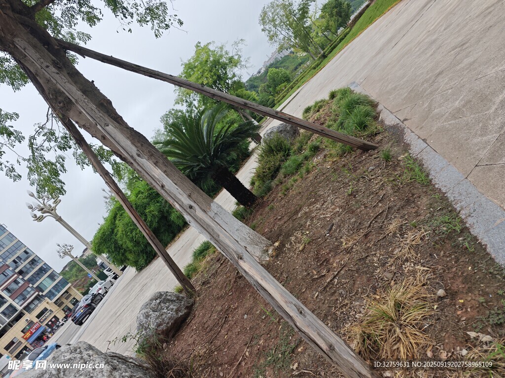 路边绿植与倾斜树木景观