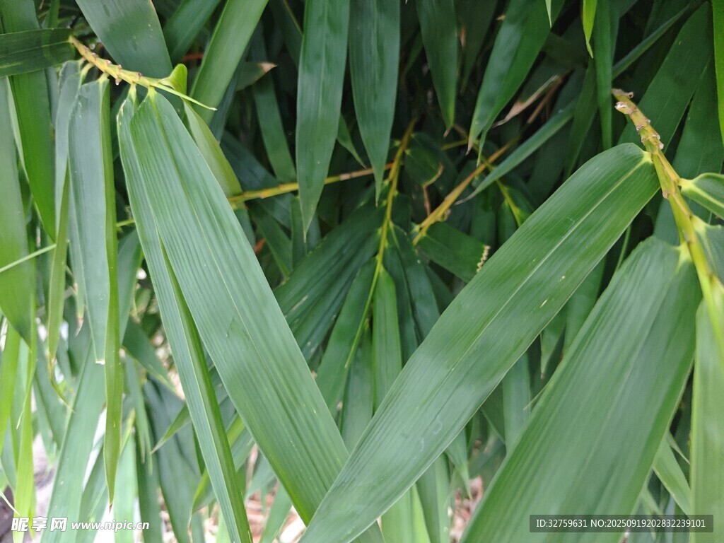 翠绿竹叶特写