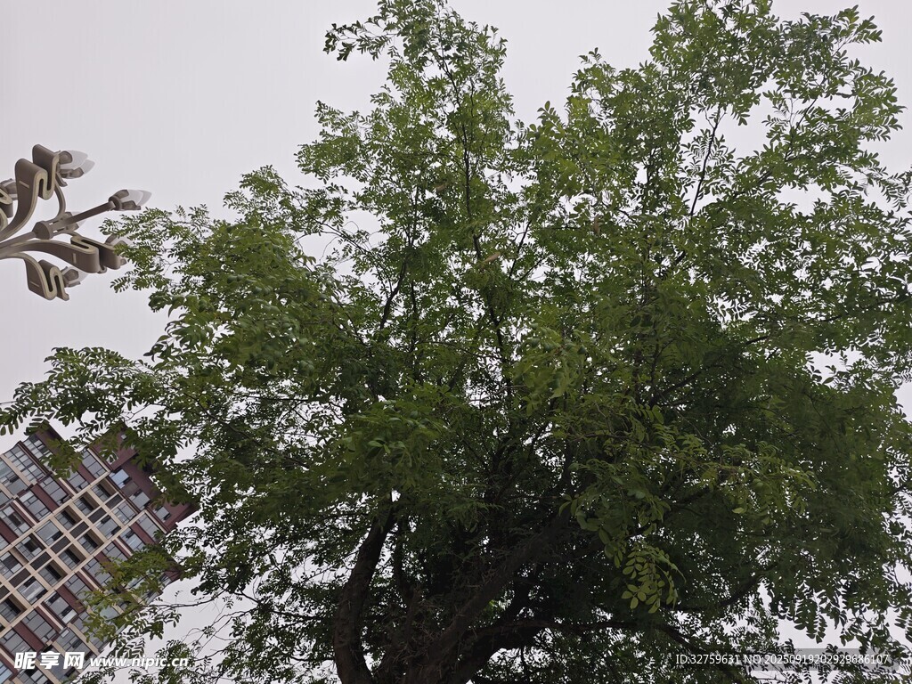 绿叶繁茂的高大树木