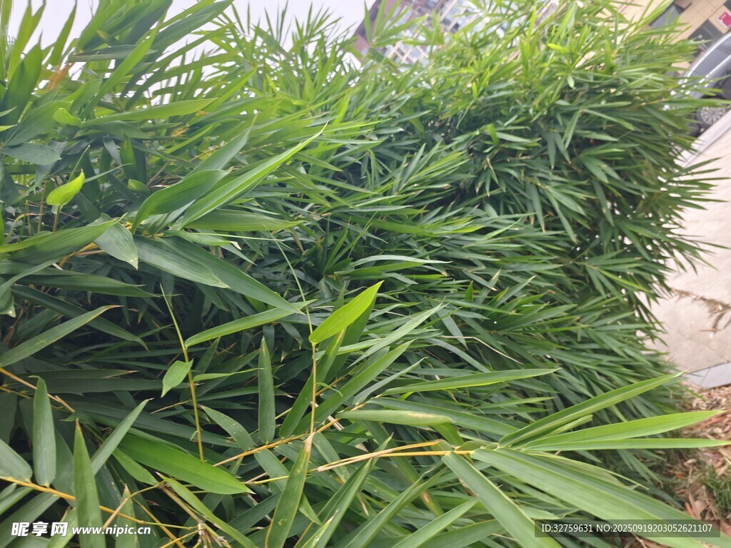 翠绿竹林