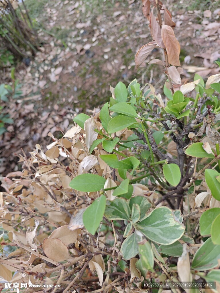 地面生长的绿色植物