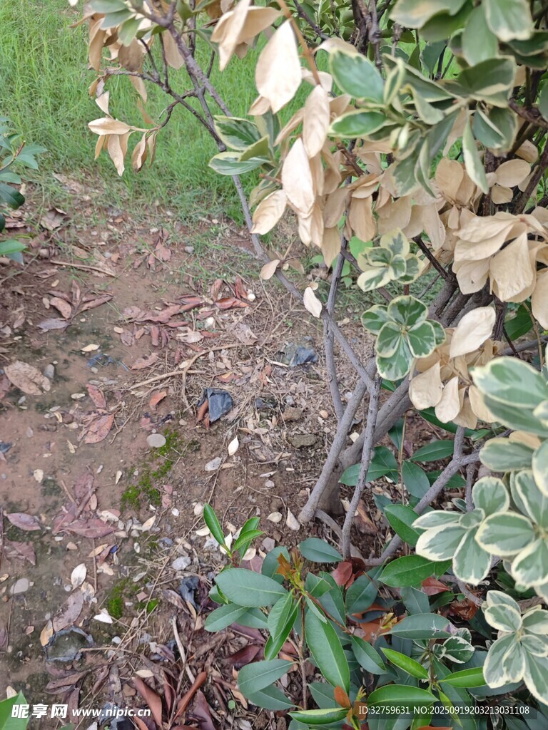 地面绿植旁的杂物景象