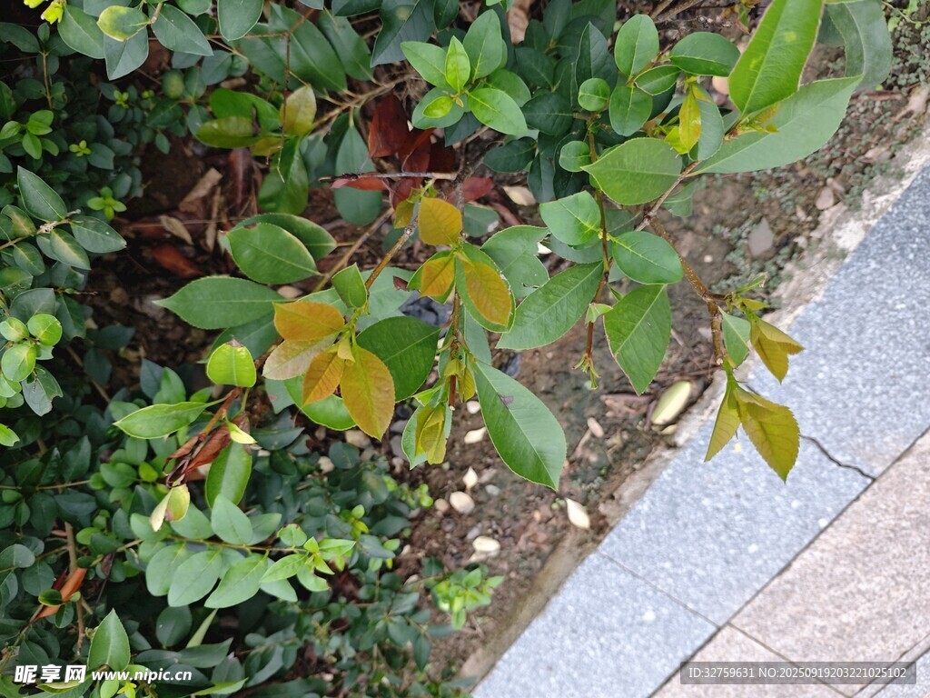 路边绿植