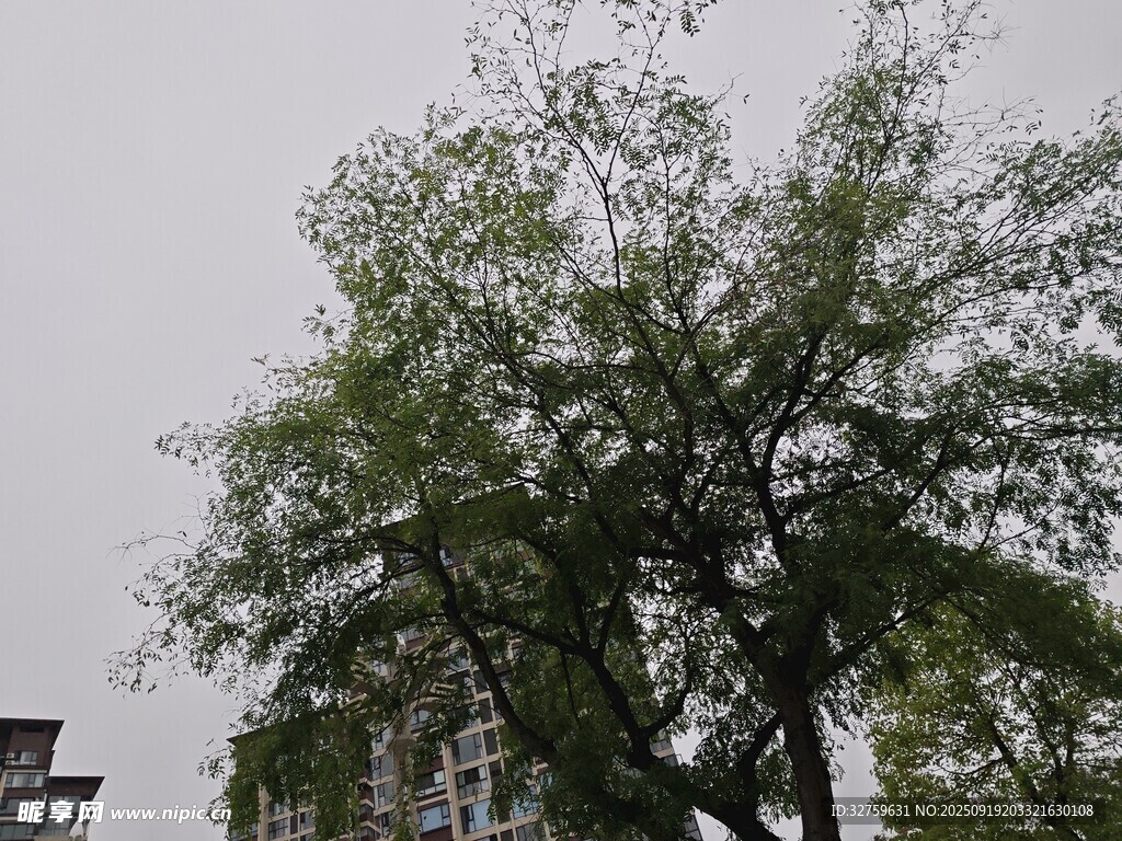 高大绿树与背后建筑景观
