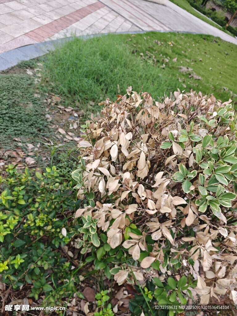 枯黄绿植景观