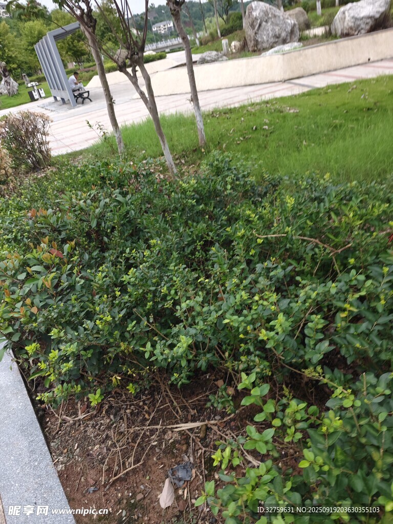 户外绿植景观一角