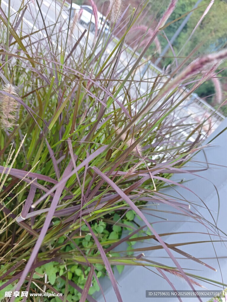 紫色草类植物特写