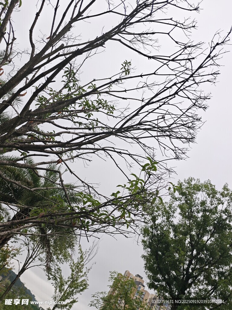 枯树与绿树的自然景象