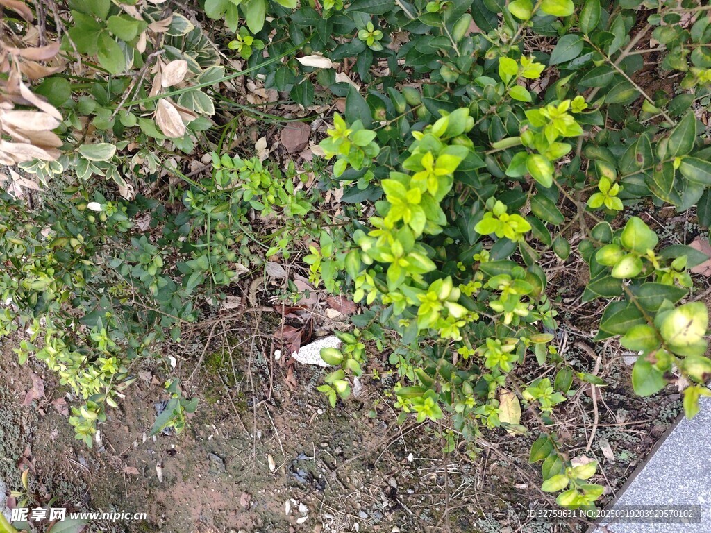 绿叶植物特写