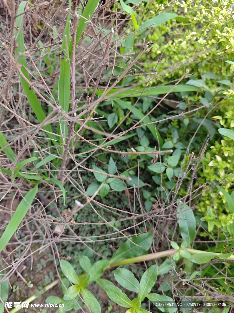 繁茂绿植