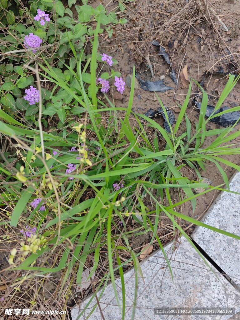 路边绽放的紫色小花