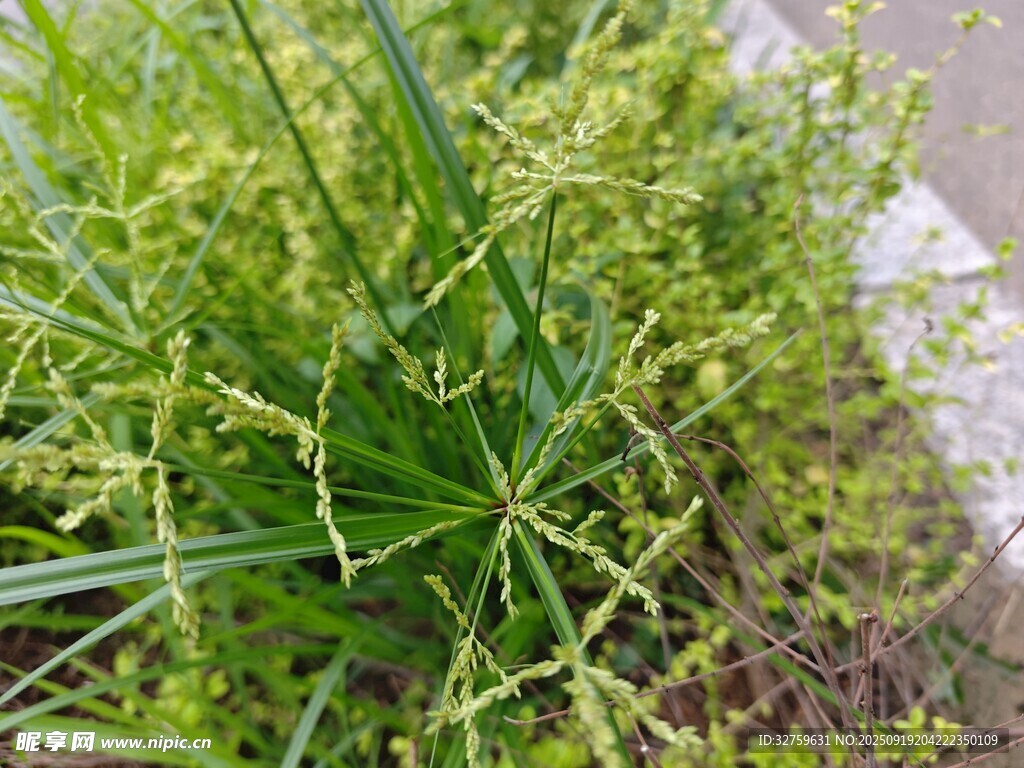 嫩绿丛生植物特写