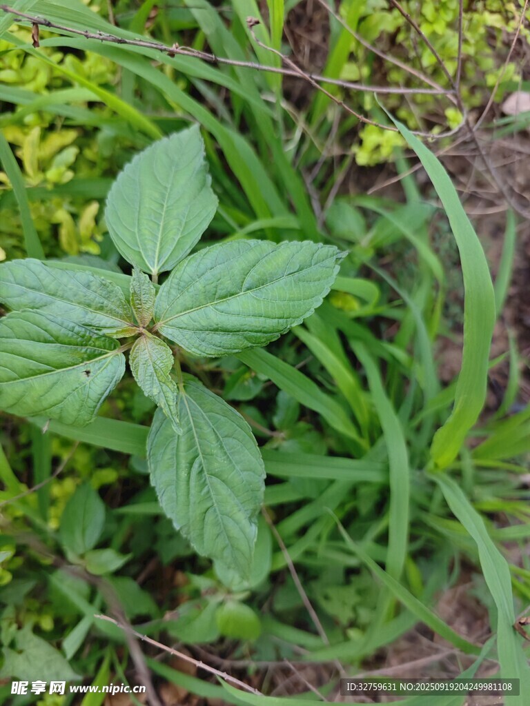 野外绿色植物特写