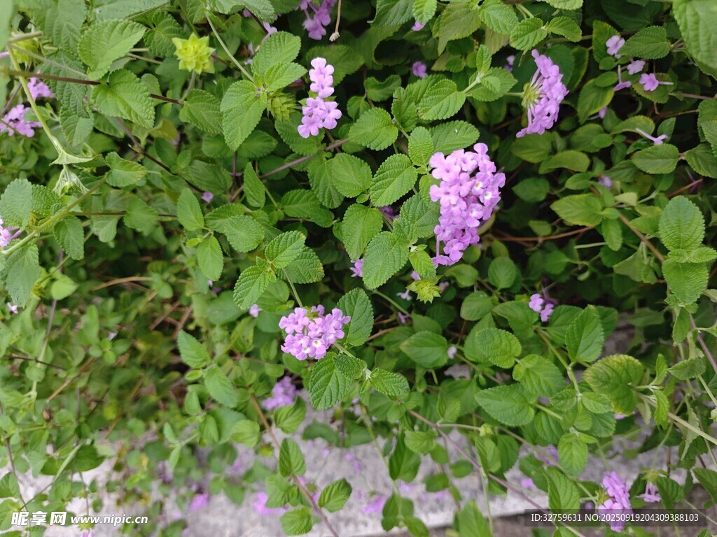 绿叶丛中的紫色小花