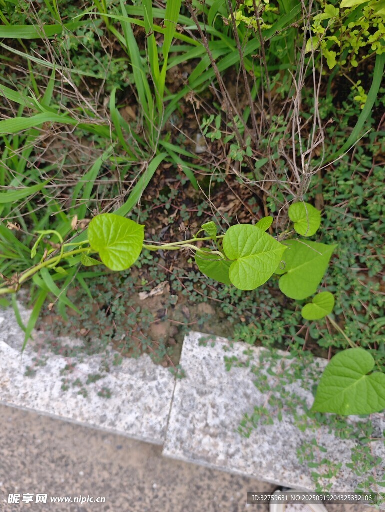 路边生长的翠绿小植物