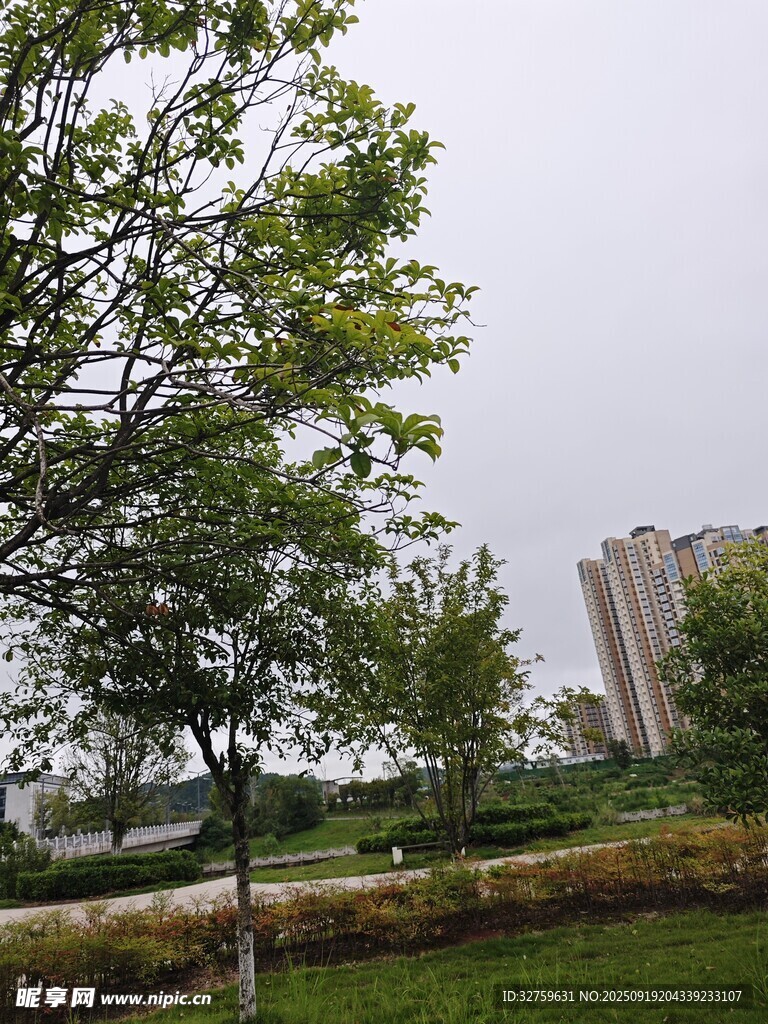 城市中的绿树与远处高楼