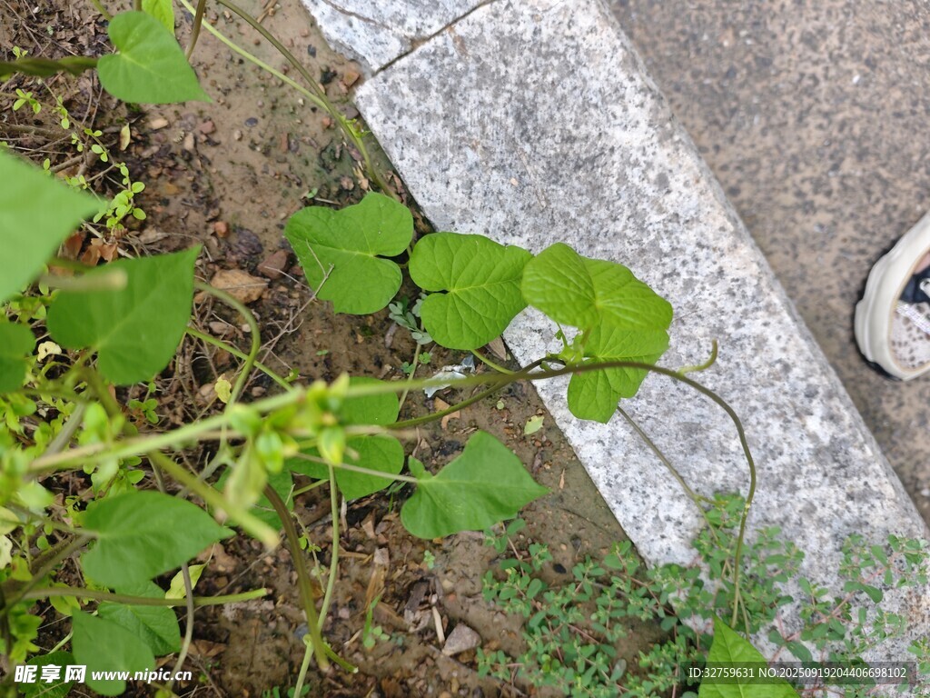 路边生长的翠绿植物